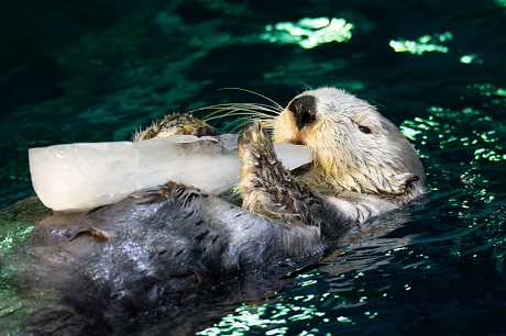 人気の水族館「海遊館」とパピコの楽しいコラボを開催中！ラッコの