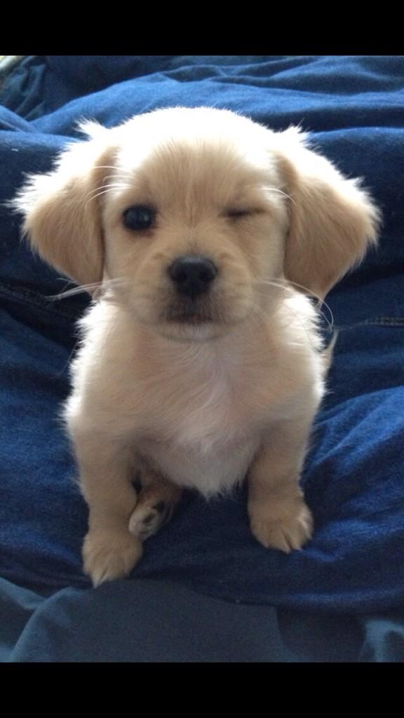 sparklindipity's tweet image. This puppy has more game then you.