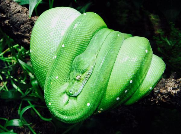 PostBadReptile's tweet image. Morelia Viridis #Snake #PostBadReptile