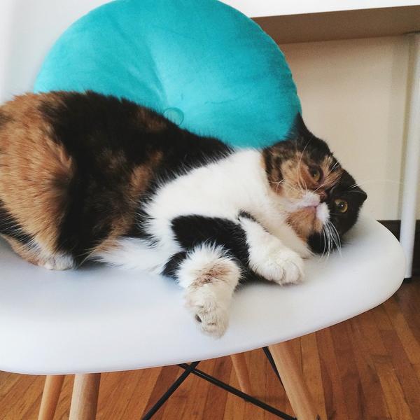 tobygon's tweet image. "@PudgeTheKitten: Is Monday gone yet? http://t.co/beW0eYe3wR" @xosred @ngunn7