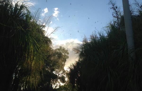 scienceride's tweet photo. An Australian sky. Those aren't birds.. http://t.co/SqvsOduPQS