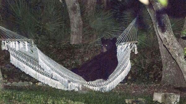 scienceride's tweet photo. A black bear was found lounging in a hammock in Daytona Beach. http://t.co/TB7FbSjlK0