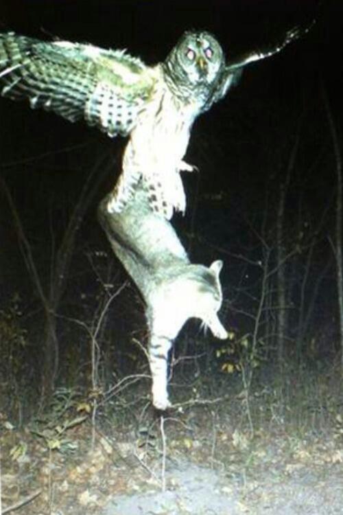 scienceride's tweet photo. Don't mess with owls. http://t.co/LtLrMCPN7G