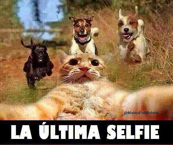 lourdesmarlens: La ultima Selfie...