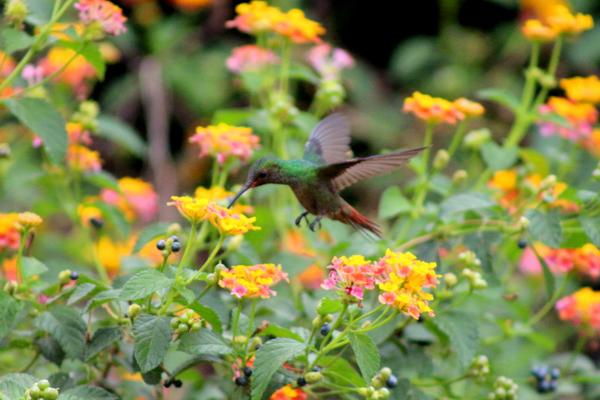 observacion de aves en puntos selváticos a lo largo de las riberas  del canal  #MiCiudadTuDestino  #Panama