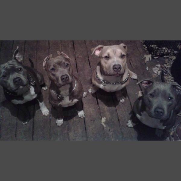 #DONTRUSTME #Delicious #TASTY #moneyed #likeme donttrustme.ru #dog #уруру #мимими #dogs