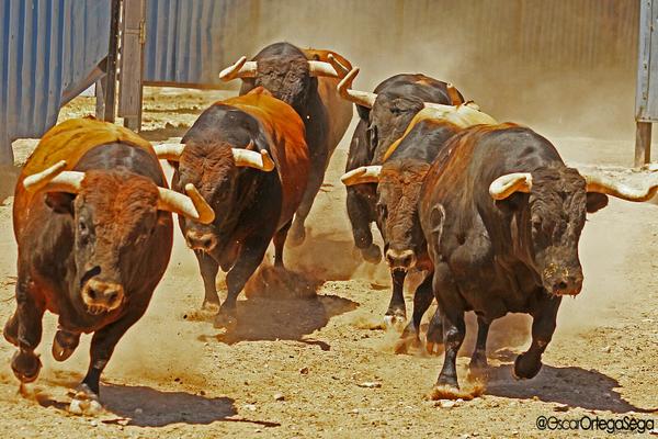 AmigosEncierro's tweet photo. Buenos días!!! Sabéis que toros son???
Estar atentos que tenemos una sorpresa con estos toros. 
RT #VIVAELTORO http://t.co/uSwF5iJHyn