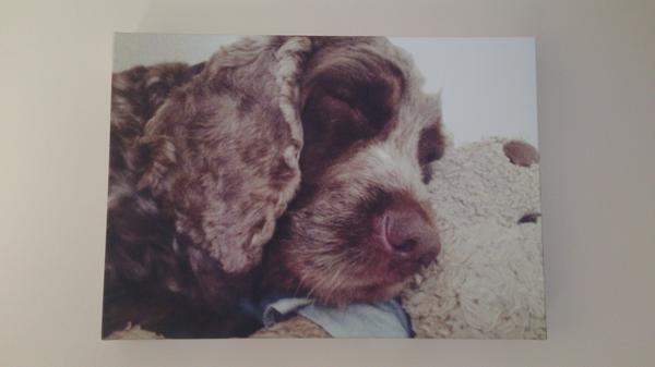 F1ash1's tweet photo. My daughter had this picture done of my dog we unfortunately recently lost http://t.co/zFDZ0DrRvz