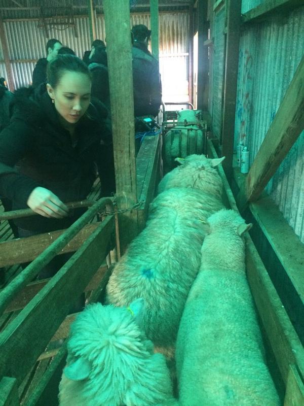 <a href="/Appetite4Xlence/">Appetite4Excellence</a> <a href="/_raremedium/">Rare Medium Journal</a>. Keeping the sheep heading in the right direction towards the scales. #cloudybaylamb
