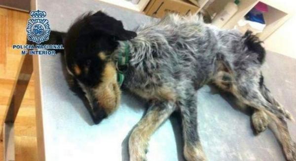 A3Noticias's tweet photo. Las denuncias por malos tratos a perros se han duplicado en cinco años en España  http://t.co/XwtsmJA0Zn http://t.co/sQqQfS3st5
