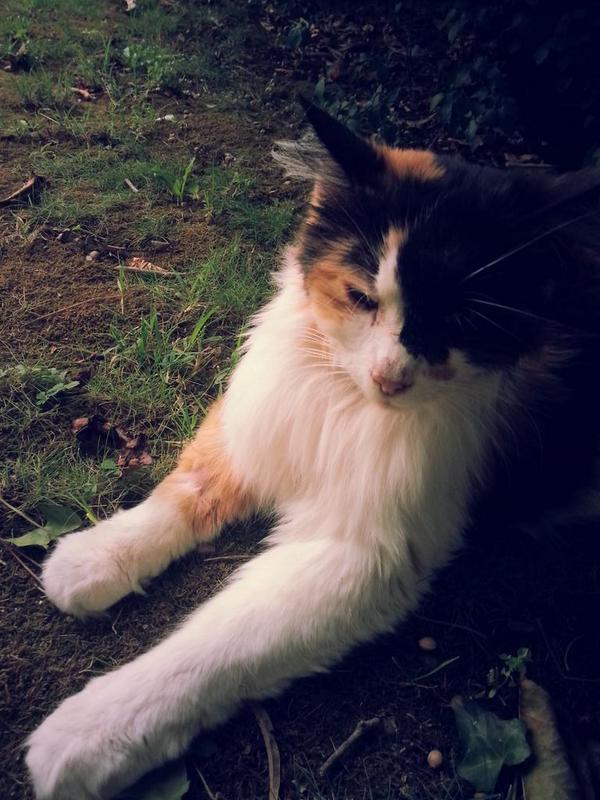 Amandacuts_'s tweet image. Chat de 6ans. Morte aujourd'hui ... jsuis trop triste sa race. :(