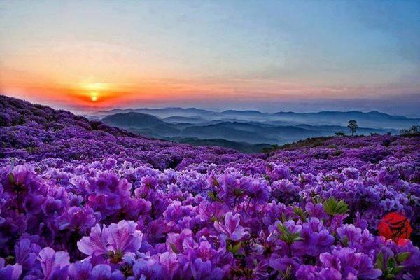 Gabriele_Corno's tweet photo. Royal Azalea @ Hwnagmae mountain, Korea #sunrise http://t.co/cKBhSMN9vA