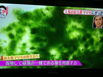 3月29日はマリモの日 お土産マリモは人の手で作られている