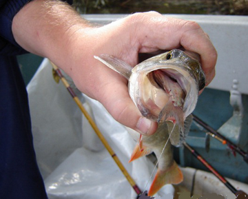 Осенняя ловля окуня на живца fishers.spb.ru/publ/info/osen…