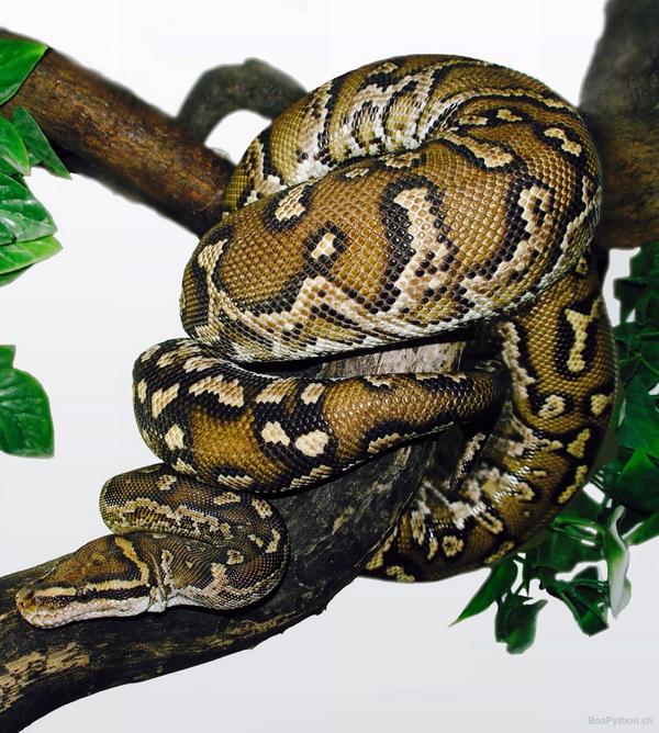 PostBadReptile's tweet image. Angola Python #Snake #PostBadReptile