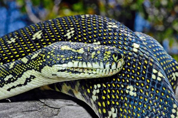 PostBadReptile's tweet image. Morelia spilota spilota #PostBadReptile