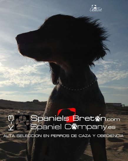 DogCollarsK3's tweet photo. Aire fresco en la cara http://t.co/u4bCAhJsdh http://t.co/WFvXOSmJZW