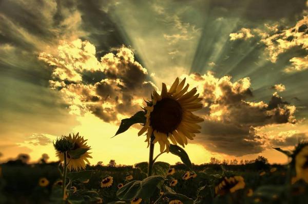 Gabriele_Corno's tweet photo. Sunburst sunflower...... by Laura Scharich http://t.co/UJSIgJss1Q