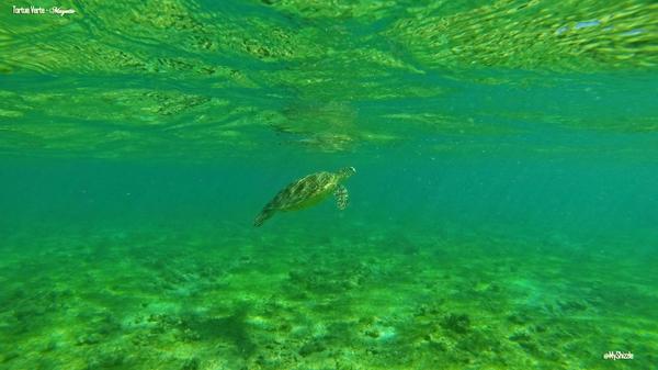 Tortue Verte - #Mayotte : Plage de Ngouja