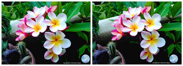 PrNtrKmt's tweet photo. 4DX-3D stereo / subliminal hyperVue of Hawaiian flowers in full color http://t.co/PABkleRVnh