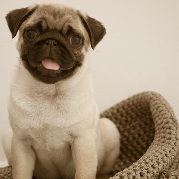 thehelenfraser's tweet photo. Susie has arrived and she's adorable! #pugs #dogselfie More photos on my facebook page! https://t.co/u5HvD1AY9P http://t.co/ErIvr2Zv4h