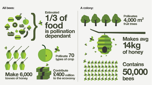 Great #Bee #Infographic shows just how much we all rely on them!  bbc.co.uk/guides/zg4dwmn