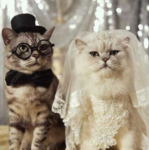 Catbride_com's tweet photo. Aşk sadece biz insanlara mı özel sanıyorsunuz? Onlar da aşık olabilir... http://t.co/sFK7iDz90i #catbride #wedding http://t.co/eSQCboKHY1