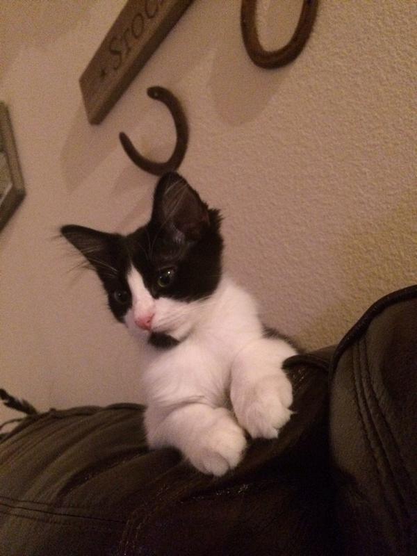CGMTX's tweet photo. Beast likes to watch over me while I am relaxing on the couch! #kittens #Cats #Fostering #Adoption @LostpawsresTX http://t.co/gntYDrh5P5