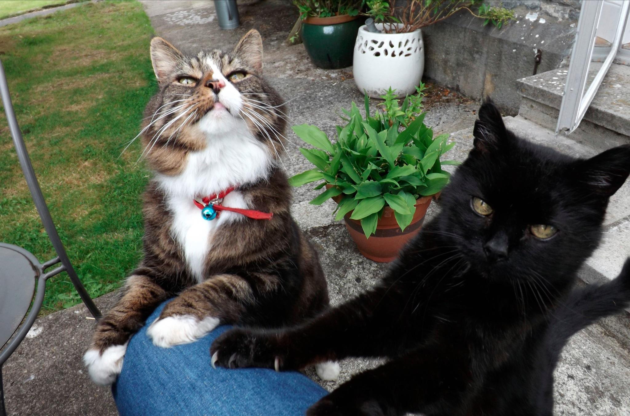 WHY MY CAT IS SMUG (MYSMUGCAT) on Twitter