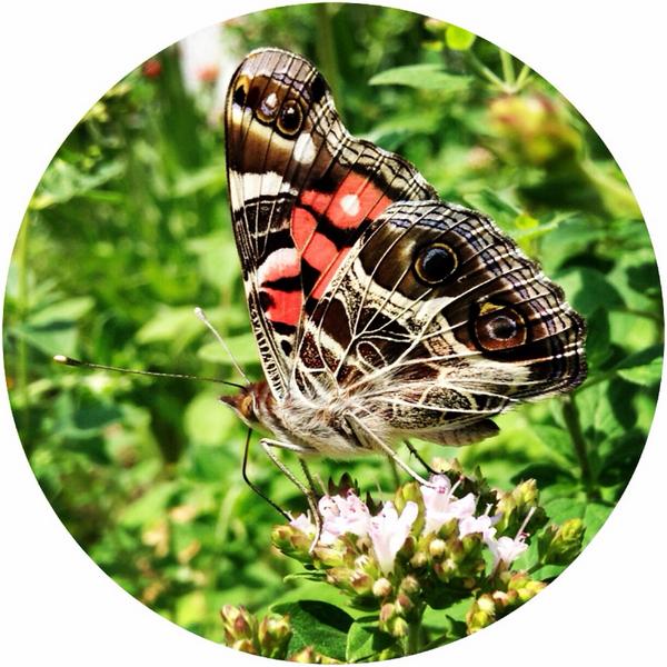 A new visitor! #butterfly #oregano