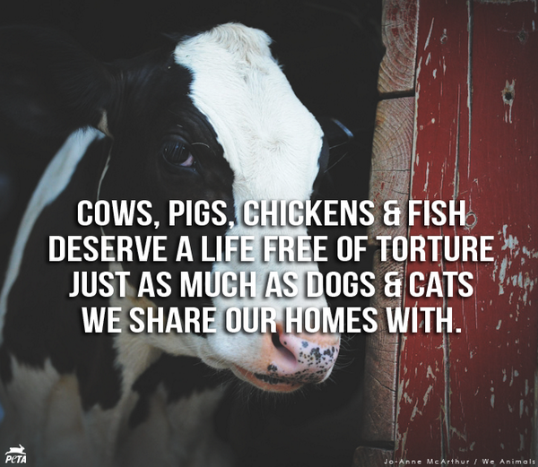 peta's tweet photo. #Reasons2GoVegan http://t.co/efa6NUkNYV