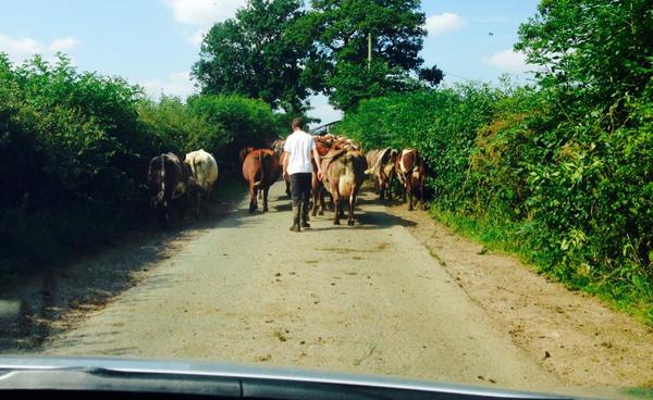 AnthonyBartram's tweet image. Interesting traffic jam this afternoon on @bbciowm business #notmoooooving