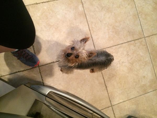 Always hoping something will fall from the counter. #dogsoftwitter #love #seniorpictures #myson #dogLover #feedme