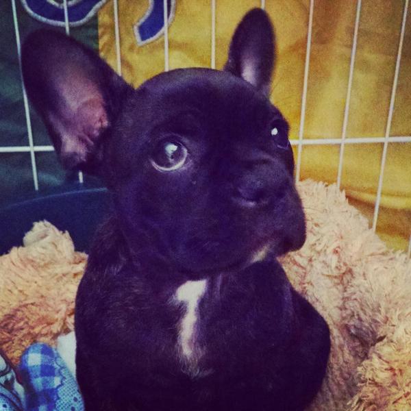 AmandaFedato's tweet photo. Ahh minha pestinha #nina #frenchbulldog #buldoguefrances #puppy http://t.co/LODZfCoKYG