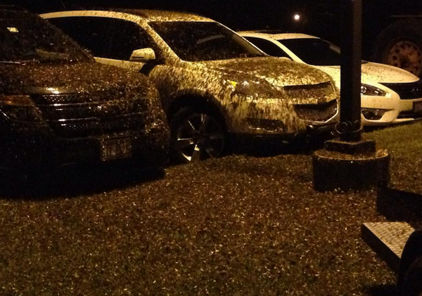 chandaking's tweet photo. RT @HLNTV: #Mayflies have descended upon the Midwest &amp; swarms so big they're seen on radar! http://t.co/eobMX4XUnK http://t.co/zGajCwEMgB