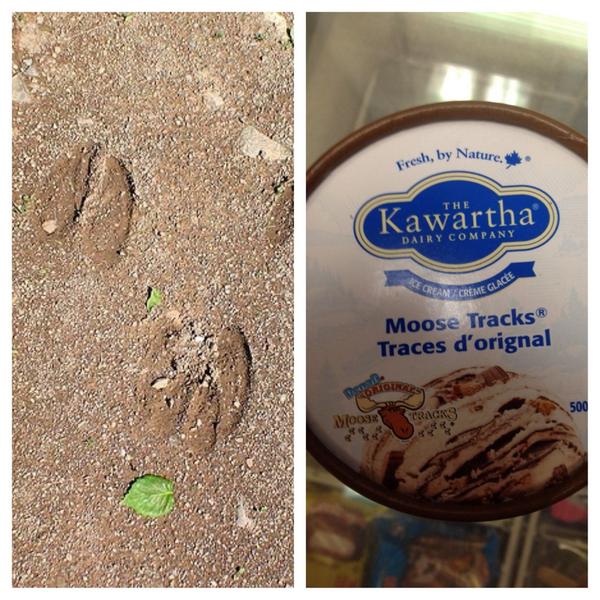 BrittonsOttawa's tweet photo. Spotted in the #Glebe: one of these Moose Tracks. Come by 846 Bank to find out! #ottawa #icecream http://t.co/b4DH64YMjl