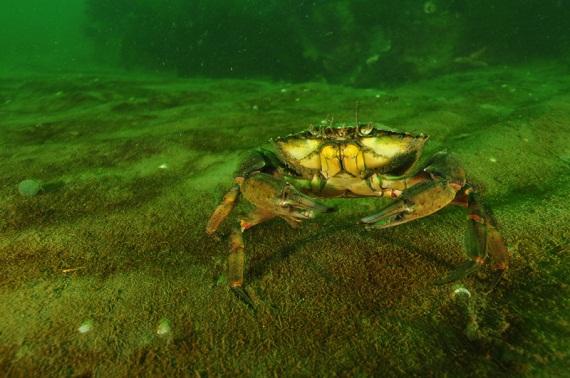 oceana's tweet photo. #Ocean News: Microplastics worse for crabs than prev. thought, June marked hottest on record. http://t.co/NcU2Nse2s6 http://t.co/KmTCCl2trp
