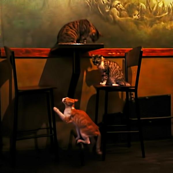 Cat fight for #occupyseat