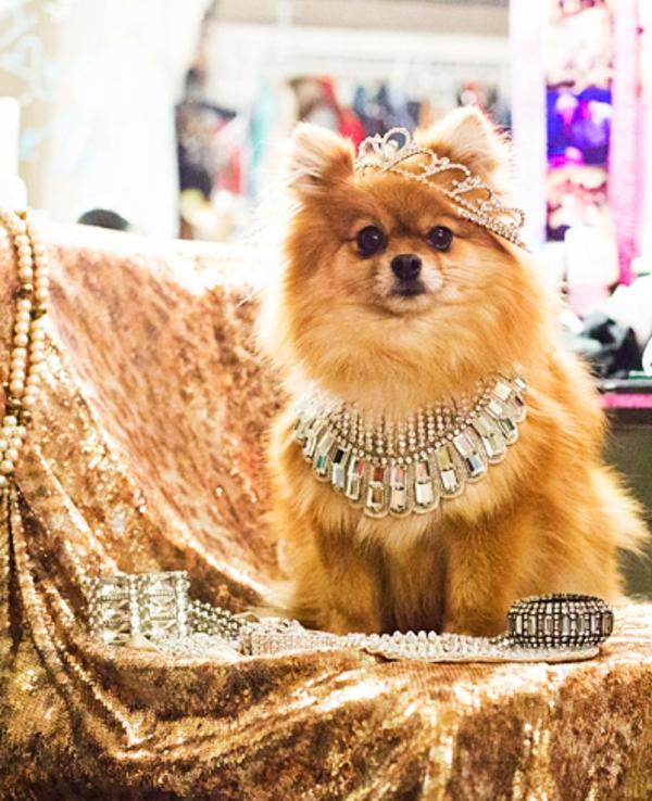 Happy 3rd Birthday Trixie!! <a href="/BulletsBabes/">Bullets Babes</a> <a href="/BulletsOverBway/">Bullets Over Bway</a> @MarinMazzie <a href="/zachbraff/">Zach Braff</a> <a href="/BetsyWolfe/">Betsy Wolfe</a>