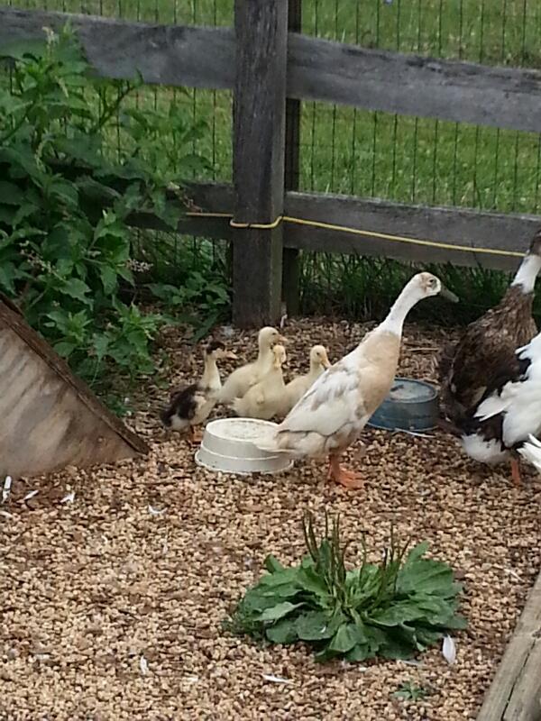 LearningAsWeGro's tweet image. ducks hide their eggs. Resulting in unplanned ducklings. Just like jurassic park, life finds a way.