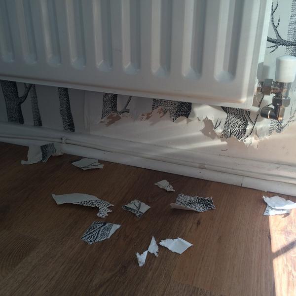 Natty_Sands's tweet image. Well little Ralphie is in the bad books!! #frenchieproblems #naughtypuppy