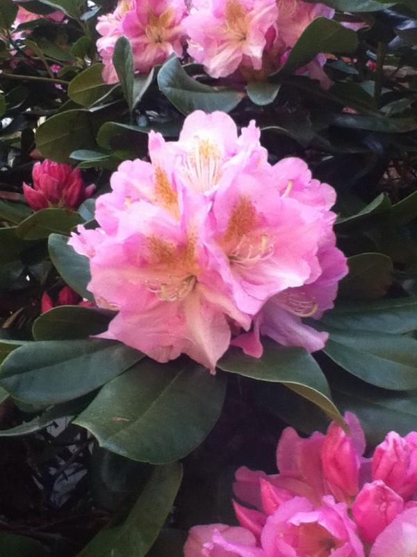 AddisonNichols's tweet image. Nice shot