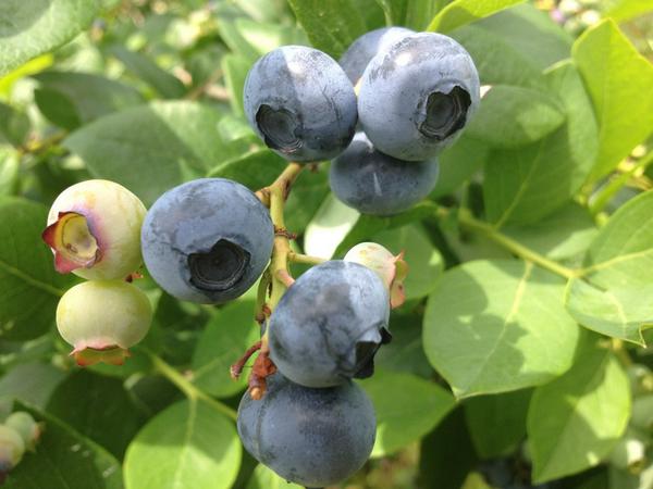 Carlson Orchards tweet media