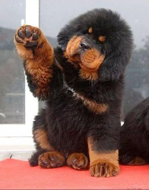 driloniiii's tweet photo. #Pupppyyy http://t.co/BGNwoxkanM