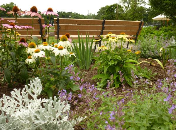 Looking for inspiration on how to incorporate iris into your home garden? We have a new display bed by the driveway.