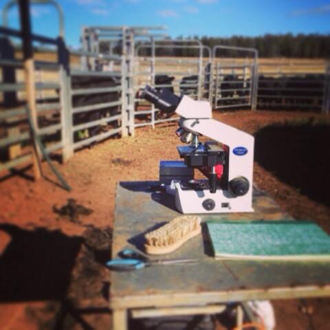 TrioAngus's tweet photo. Microscope in the cattle yards today, bulls need to pass #fertilitytest for #bullsale #angus http://t.co/MnaTWO1Pne