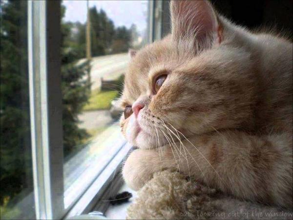 Bisaan bgtt :$ :$ :$ RT “<a href="/alamandars/">Alamanda R.S☮</a>: <a href="/B_Ivanno/">Benediktus Ivanno</a> :$ :p hehehe RT <a href="/CatPornx/">Cat Porn™</a>: Thinking of you always... . ””