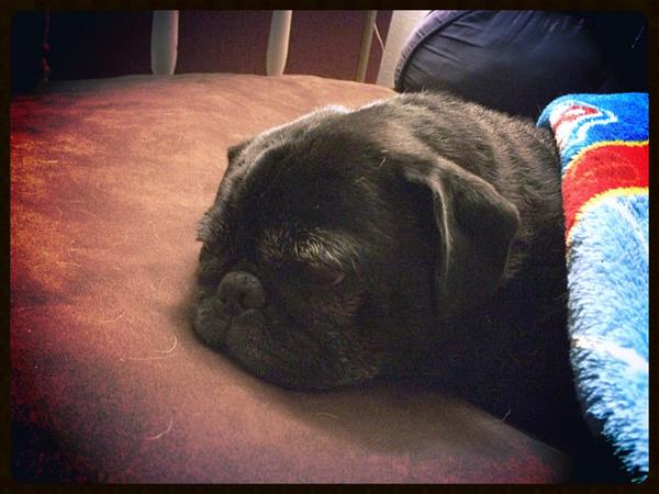 <a href="/DogsinBlankets/">Dogs in Blankets</a> Biggs snuggled in &amp; showing his <a href="/Browns/">Cleveland Browns</a> pride under Mommy's <a href="/nfl/">NFL</a> blanket! Sept. 07 plz hurry!! 😜