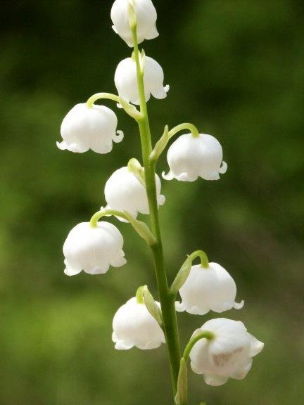 CupidDatesInc's tweet photo. Congratulations @CapitolMachine!!! #LilyoftheValley #DatePlanner #DateYourMate #Celebrate #TrueLove http://t.co/kqn6FjWy9w