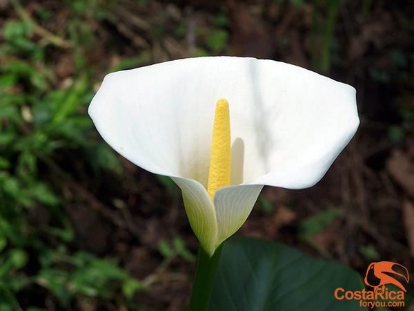 CostaRicaForYou's tweet photo. Monte de la Cruz, you can get relax in this mountain #forest. http://t.co/0y5A8j8gb9 #CostaRica #CRC #Relax http://t.co/o5FfYFTDsA
